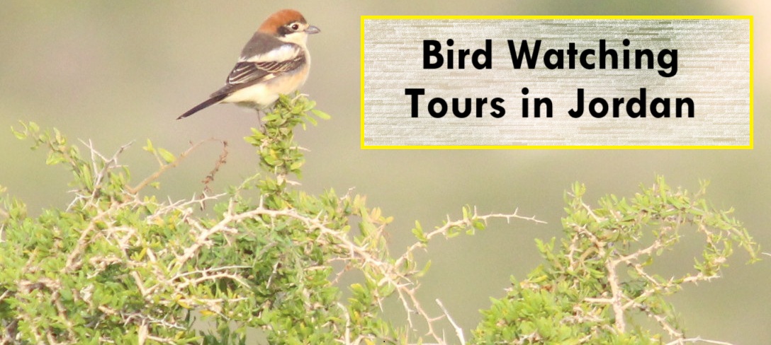 Bird Watching Tours in Jordan with Jordan Horizons Tours